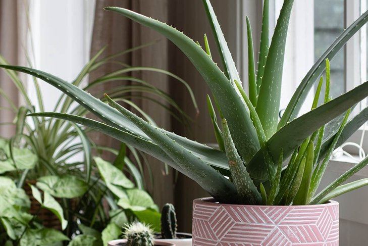 indoor house pot plants . potted aloe vera plant in pink pot.