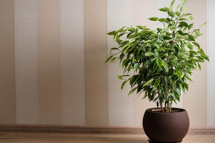 Ficus Benjamina tree or weeping fig in brown pot