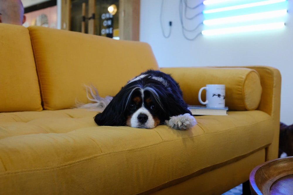 dog lying on sofa